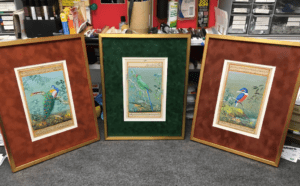 Three framed vintage bird prints on display